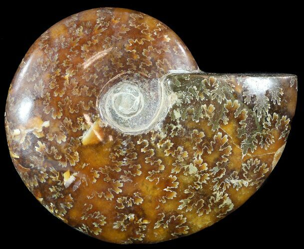 Wide Polished Cleoniceras Ammonite - Madagascar #49430